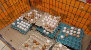 Месяц на 1000( 400грн) // Закупка продуктов // Цены  на продукты в Украине 2019