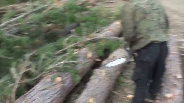 Разделка (раскряжевка) древесины кедра на бревна смотреть онлайн