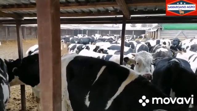 Голштин зотли букалар  узбекистонга жунатилди!! 1кг =157 ₽
