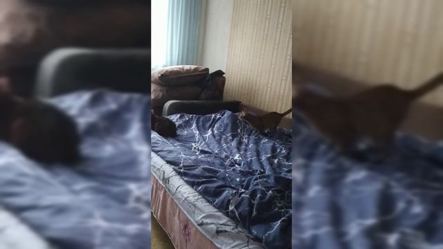Сейчас как прыгну!