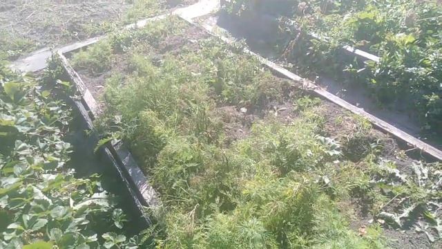 После лука садим укроп смотреть онлайн