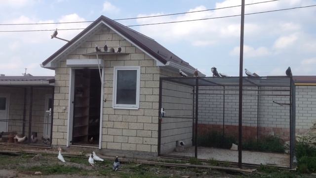 Краснодарские бойные красно- и желтогрудые смотреть онлайн