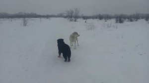 банхар vs, алабай