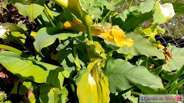 CALA, ALCATRAZ, CARTUCHOS Cuidados| Riego, sustrato, etc.| El jardín de Mary🌺 смотреть онлайн