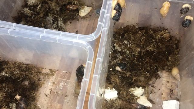 Кормлю улиток Ахатин и Архахатин|Улитки отказываются от еды|Снова даю банан смотреть онлайн