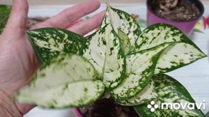 Комнатные цветы. Обзор моих аглаонем. Часть первая.