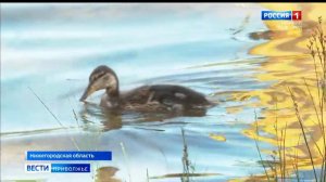 Новая вспышка гриппа птиц в Нижегородской области