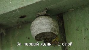 Оса строит гнездо (таймлапс) Wusp building a nest timelapse