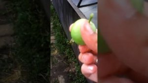 Едим кислые яблоки!!!