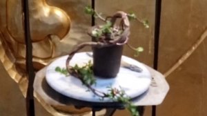 Free Styling a Portulacaria Afra "Elephant's Food" Bonsai: Part 2