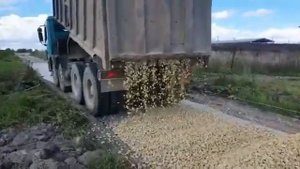 Высыпаем экономно известняковый щебень на дорогу на даче!Известняковый щебень фракции 5-20.