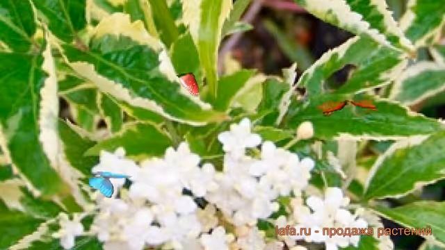 Бузина черная Мадонна (sambucus nigra) ? бузина Мадонна обзор: как сажать саженцы бузины Мадонна смотреть онлайн