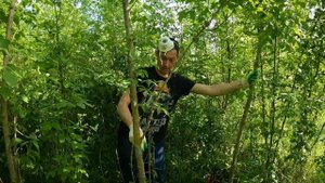 Борьба с Американским клёном - поверхностная обработка | опрыскивание листьев и ствола