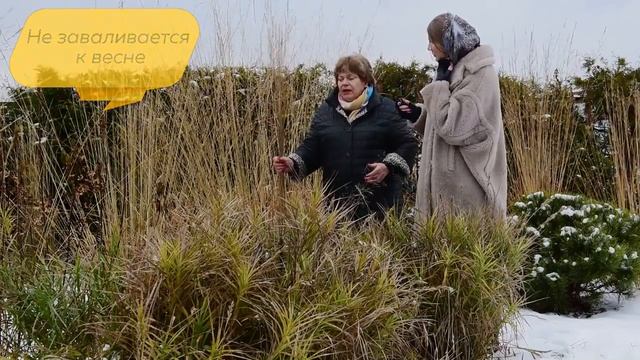 Зимний сад | Злаки в саду| Молиния | Злаковые растения |Сад непрерывного цветения смотреть онлайн