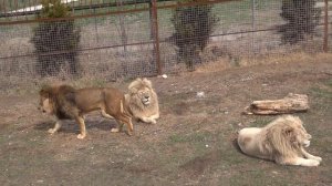 ЛЬВИНАЯ ДРУЖБА! ЛЬВИНОЕ УМЫВАНИЕ! Как лев ПЕРСЕЙ тщательно умывает льва КАЯ?!)