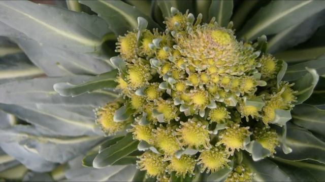 Romanesco Broccoli Fractals Growing Timelapse смотреть онлайн