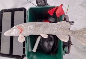 Перволедие щука на балансир