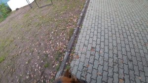 Дрессировка немецких овчарок на охрану.