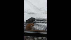 Деревенские коты (сборник опубликованного) часть 1