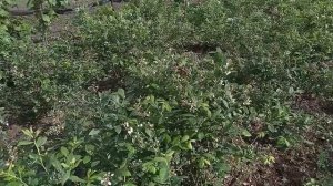 Уход за голубикой, обзор на начало июня.