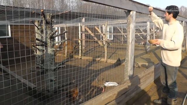 ТОНКОСТИ ВЫБОРА ХОРОШЕЙ КУРИЦЫ НЕСУШКИ смотреть онлайн