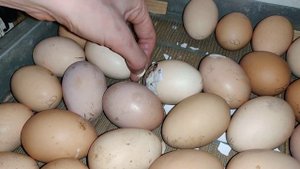 Как цыплята вылупляются из яйца