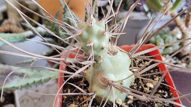 Коллекция кактусов и суккулентов.Подарки к ДР,обзор новых питомцев и текущий обзор растений.