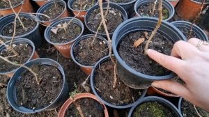 Черенки метельчатой гортензии после зимы.