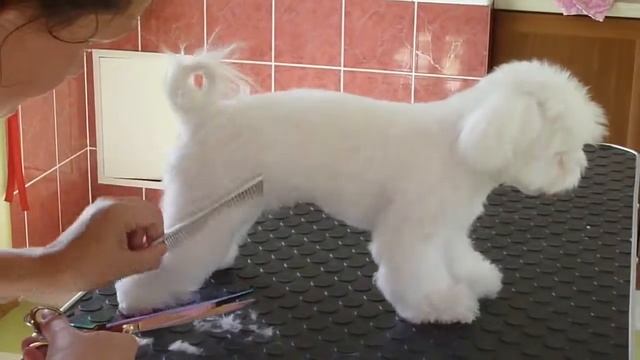 Груминг мальтезе. Часть пятая