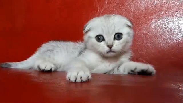 Honor серебристая шиншилла из питомника смотреть онлайн