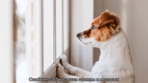 Как приучить собаку оставаться одной в квартире