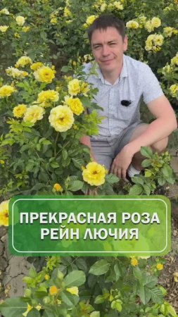 Прекрасная роза Рейн Лючия🌹 #питомникрастений #саженцы #огород #сад #розы