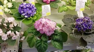 05.06.23./НОВИНКИ/Выставка фиалок в Доме фиалок#фиалки#выставка#домфиалки#