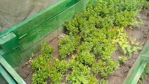 Как бесплатно создать красивую живую изгородь