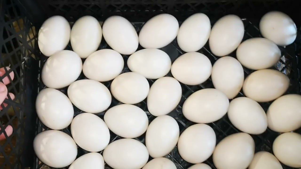 Бывают и плохие новости в птичьем царстве