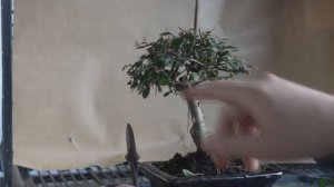 Советы по формированию стиля Бонсай Хокидачи (Hokidachi/Метла). Hokidachi bonsai style.