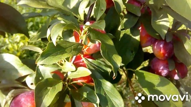 Персик Топ Світ Т5 смотреть онлайн