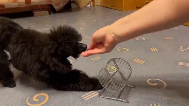Дрессировка щенка пуделя. Трюк с колесом.