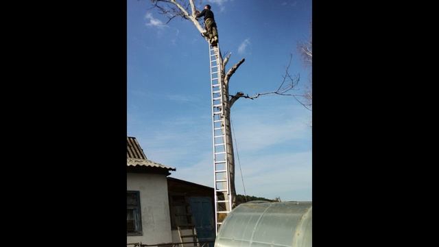 спил орехов