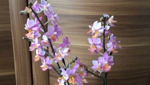 Phalaenopsis Liu's Triprince 'Pink'. Первое домашнее цветение
