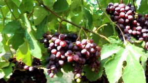 В гостях у Щенникова О.Н. Виноград 2020г.