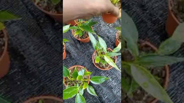 Trilion white කුඩා පැල විකිණීමට | Anthurium wagawa sinhala смотреть онлайн