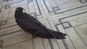 Кукушонок: чревоугодие и омовение. О кукушках в неволе. О птицах+кошках в квартире.