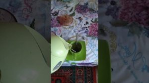 Как заварить чай в пакетиках
