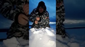 Ловим на жерлицу.Зимняя рыбалка.Кумжа.