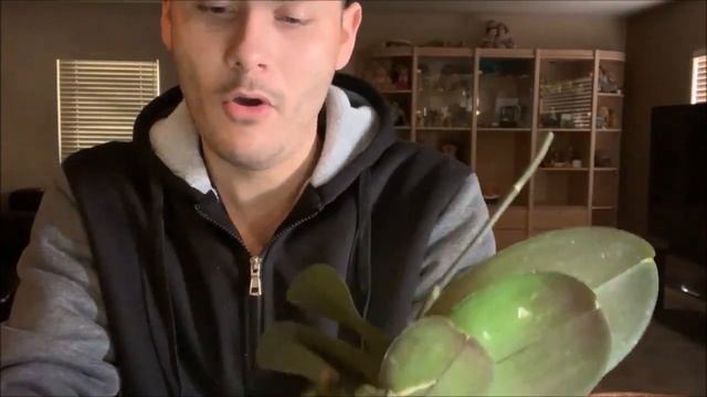 How to Repot Phalaenopsis Orchids 'Clump Style' смотреть онлайн