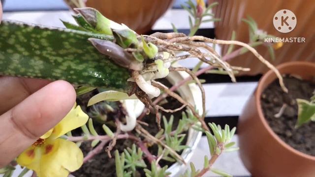 दो Succulent के पत्तों से बनाए 18 पौधे || Successful propagation of gasteria leaves смотреть онлайн