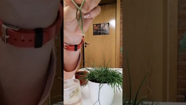 Рипсалис, размножение Рипсалис, Rhipsalis und Vermehrung