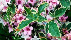 Вейгела цветущая Нана Вариегата (nana variegata) ? обзор: как сажать, саженцы вейгелы Нана Вариегат