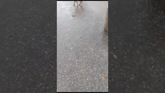 -СОБАЧКИ- смотреть онлайн